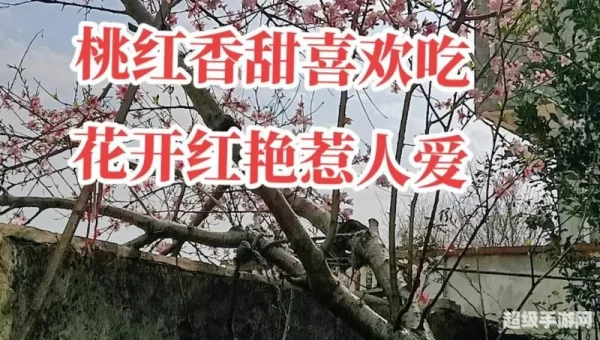 桃花直播