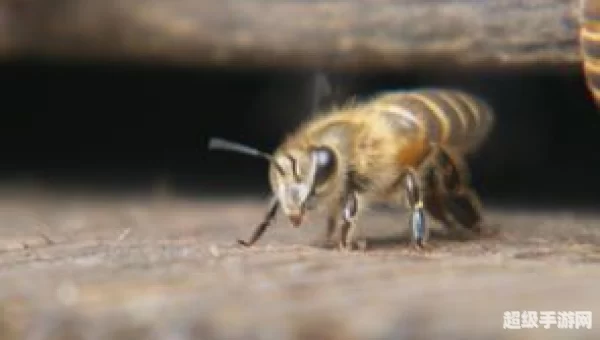 蜜蜂视频