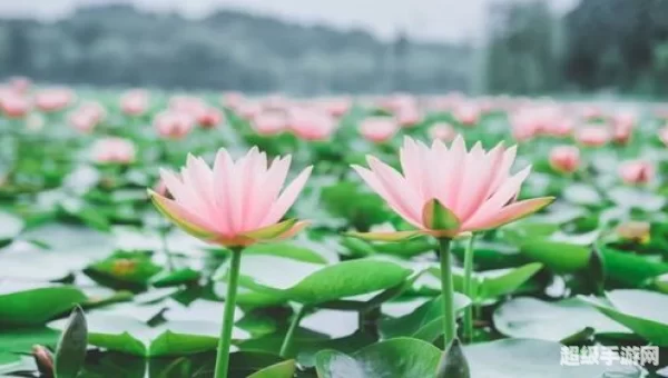 何须浅碧轻红色自是花中第一流